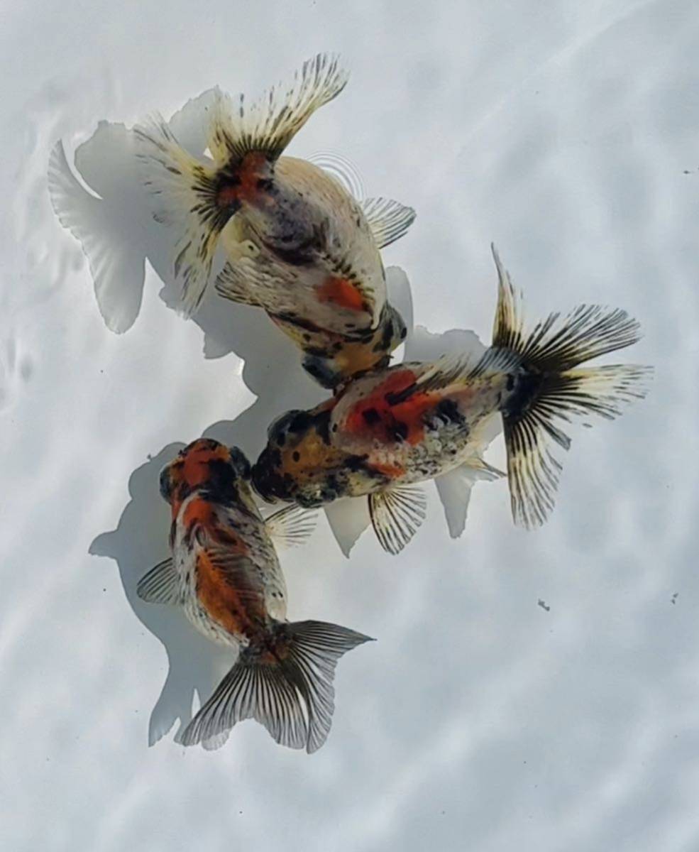 金魚専門店 和の美 二才 などの当歳 キャリコ蝶尾など 墨系東海錦 