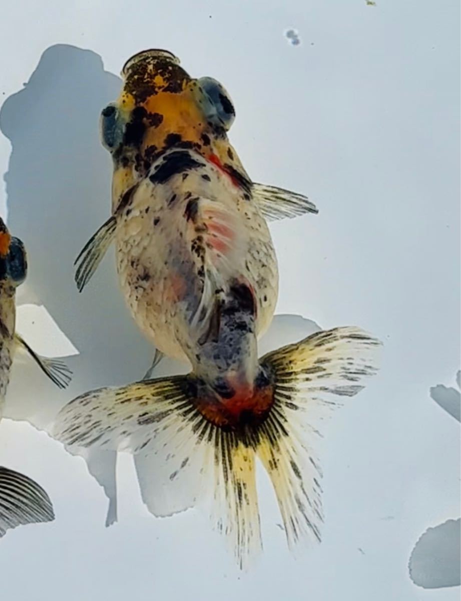 金魚専門店 和の美 二才 などの当歳 キャリコ蝶尾など 墨系東海錦 