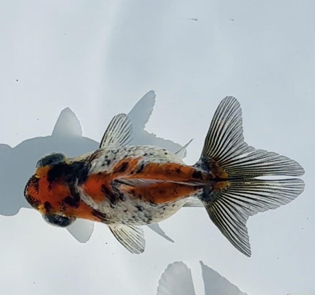 金魚専門店 和の美 二才 などの当歳 キャリコ蝶尾など 墨系東海錦 