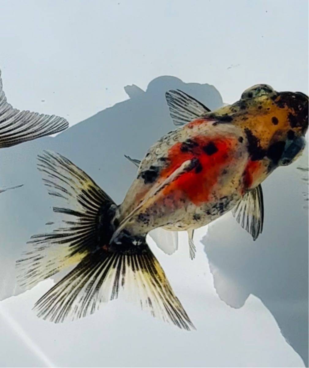 金魚専門店 和の美 二才 などの当歳 キャリコ蝶尾など 墨系東海錦 