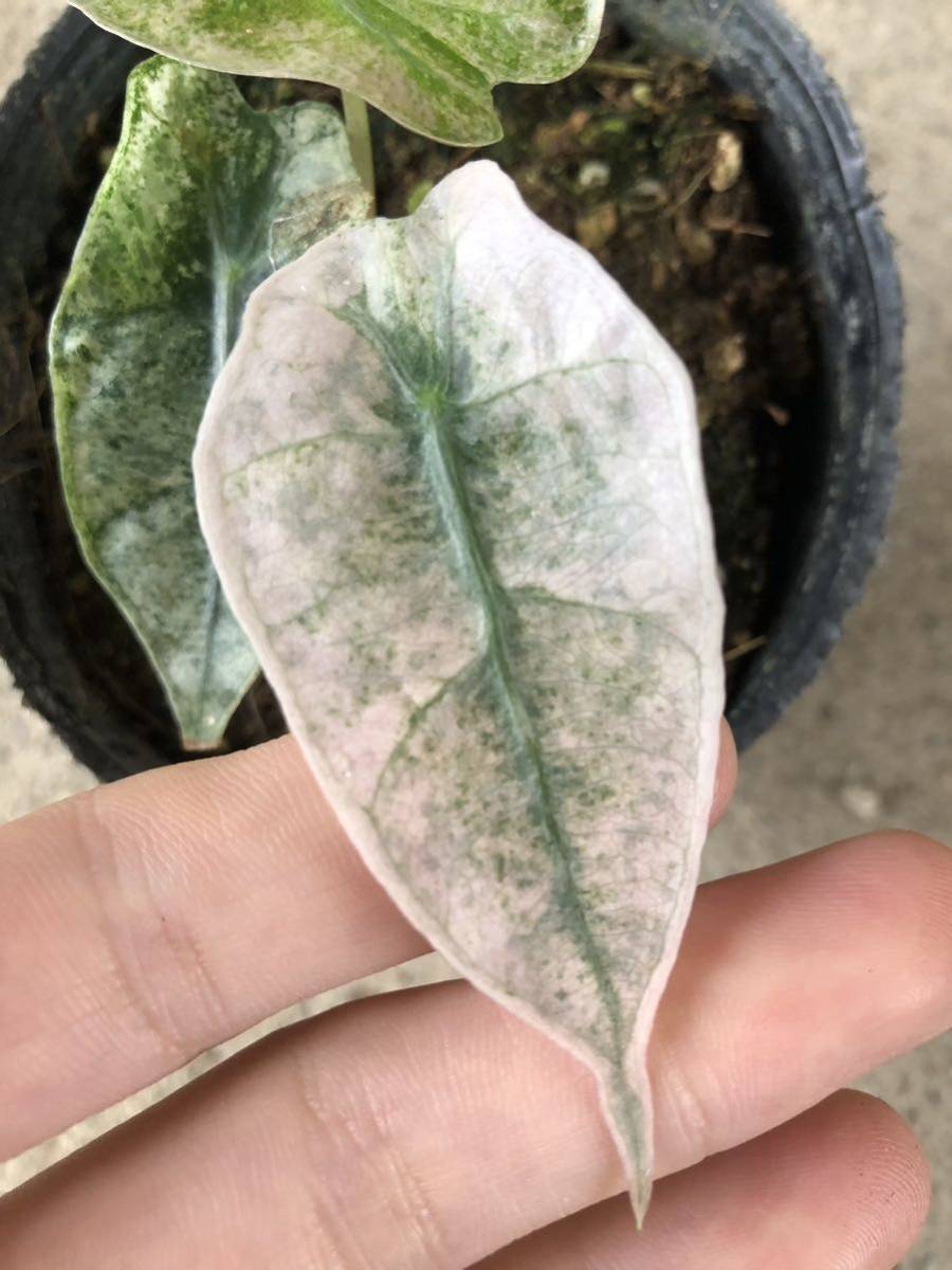 【希少】アロカシア　アマゾニカ　ピンク&ミント　斑入り