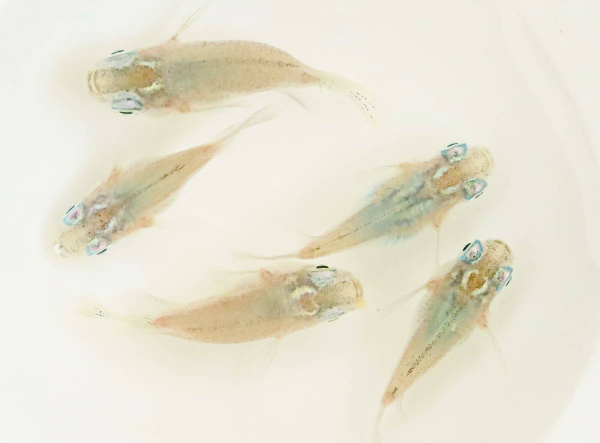 丸長メダカ D29【 深海ダルマ　種親クラス 】5匹！ メス 2匹、オス 3匹！ めだか 現物出品！