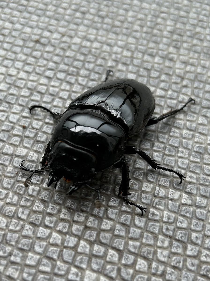 【人気大型種】　タランドゥスオオツヤツヤクワガタ　　標本　オス　メス タランドゥスオオツヤクワガタ 成虫ペア オス78mm メス53mm - ヘラゾウ