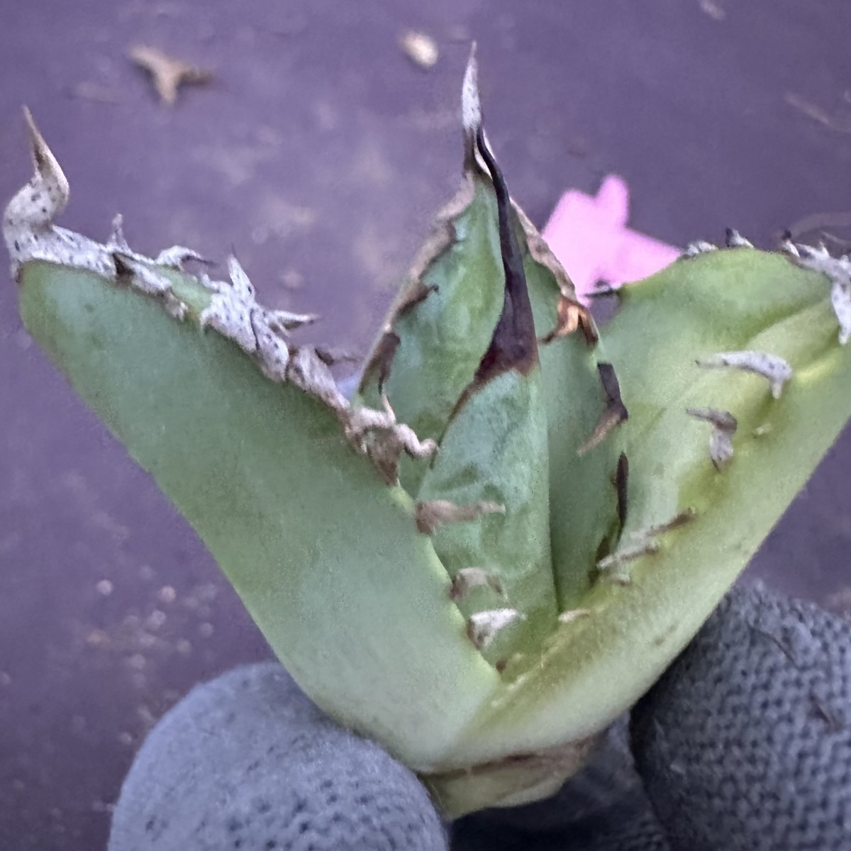 アガベ SAD 南アフリカダイヤモンド 胴切り子株 【公式通販】