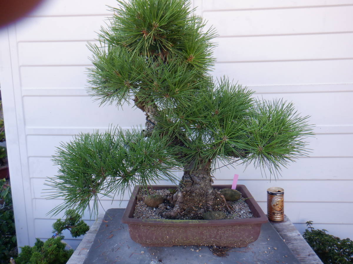 BONSAI | CLUB TOKYO 黒松 Kuromatsu BONSAIクラブ - (Black pine) 5 