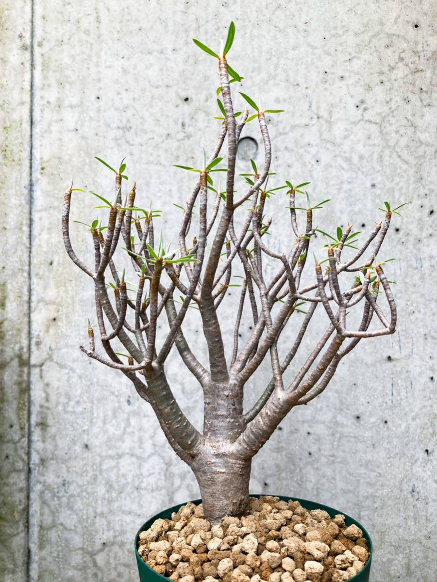 Euphorbia balsamifera E264【標本株・良型】 ユーフォルビア バルサミフェラ