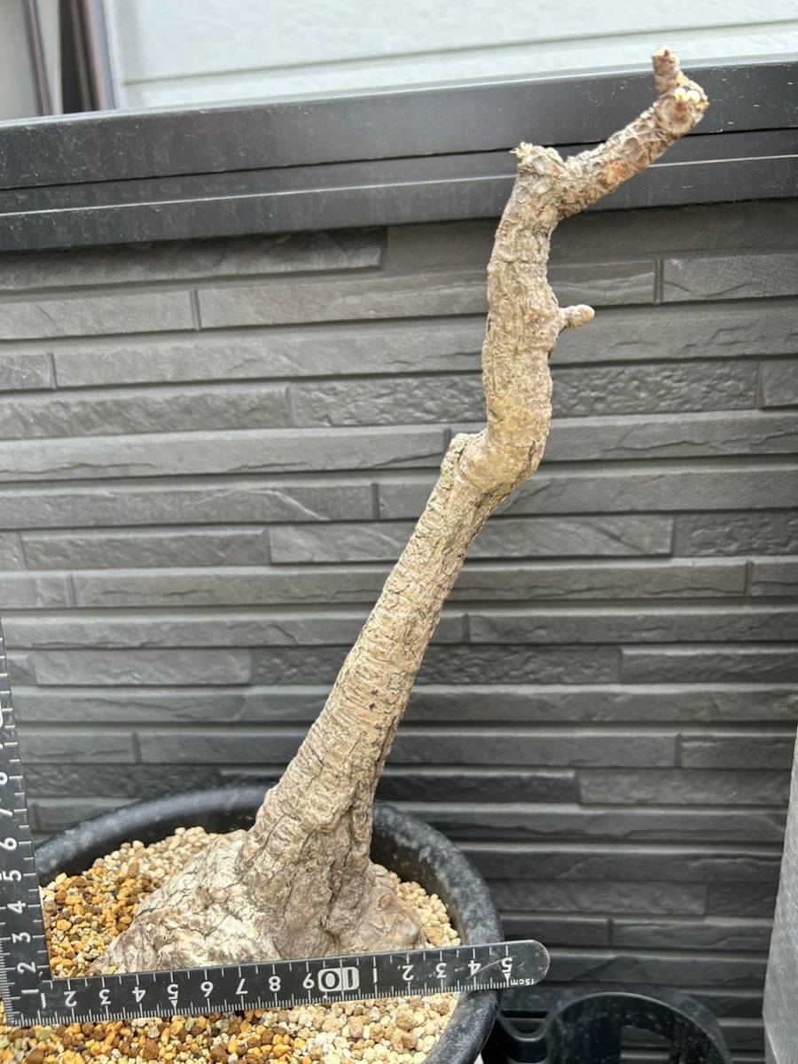 【極美/大株/塊根植物/益子焼】フィルミアナ コロラータ 鉢植え 極美⁄塊根植物⁄益子焼フィルミアナ コロラータ 鉢植え 希少 超レア