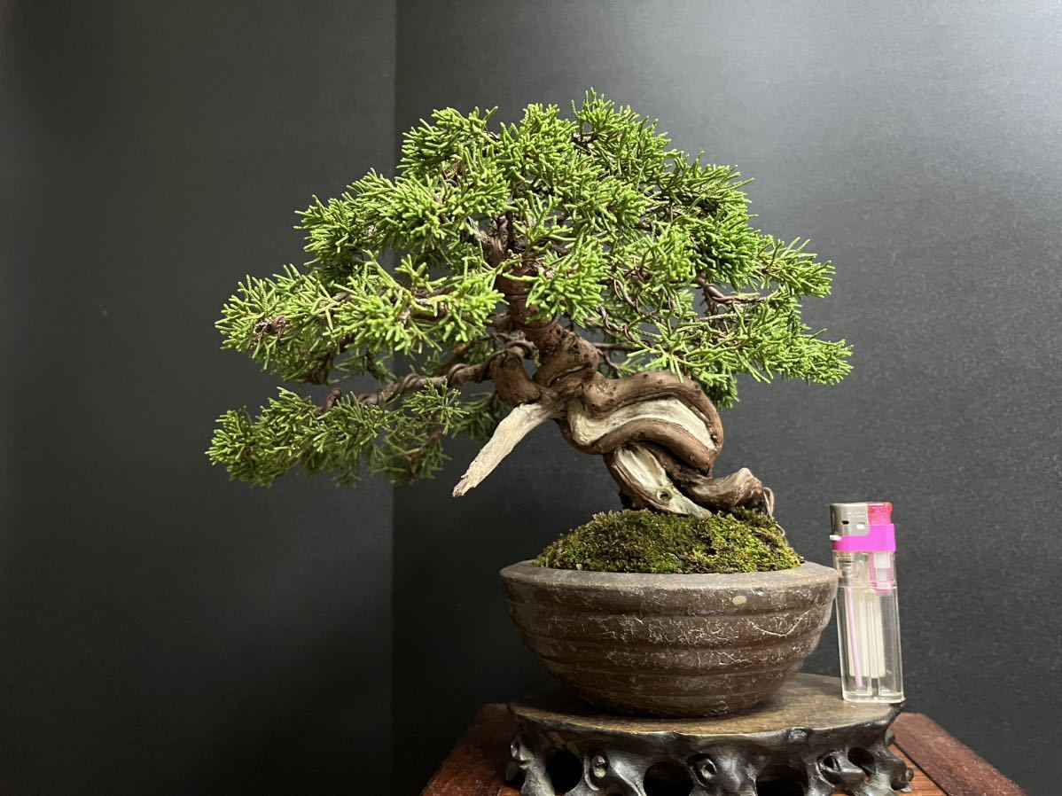 真柏盆栽　糸魚川真柏　古木　捻転シャリ幹　小品盆栽　樹高17cm