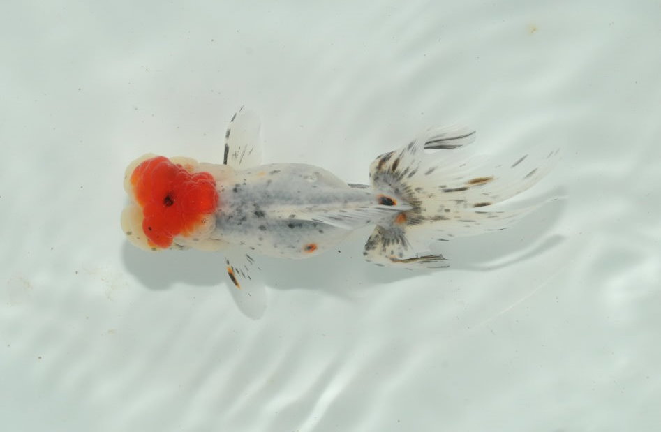 【多古金魚】鈴木東錦・三歳メス（動画あり）072106