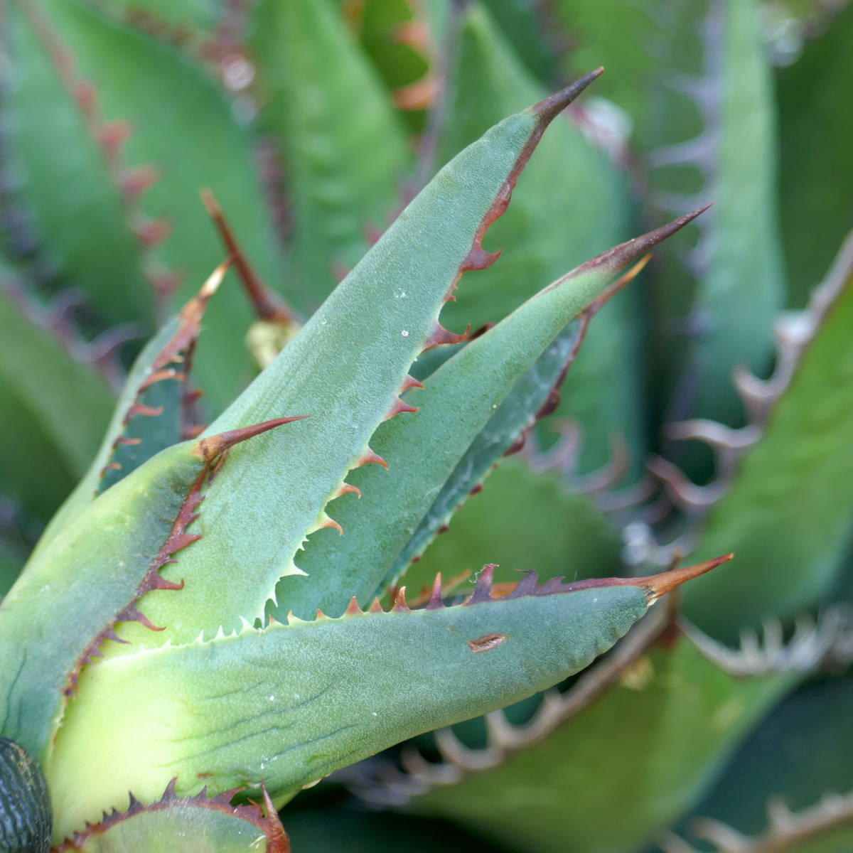 2307-20【特選 カリフォルニア輸入株（仔株） 】 Agave shawii アガベ