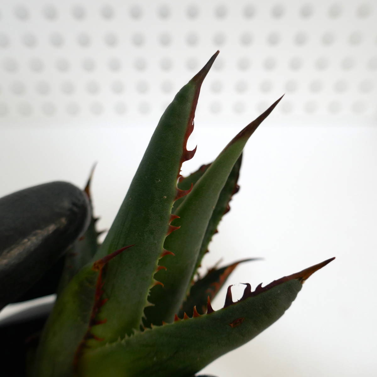 アガベ シャウィー 輸入株 【公式通販】