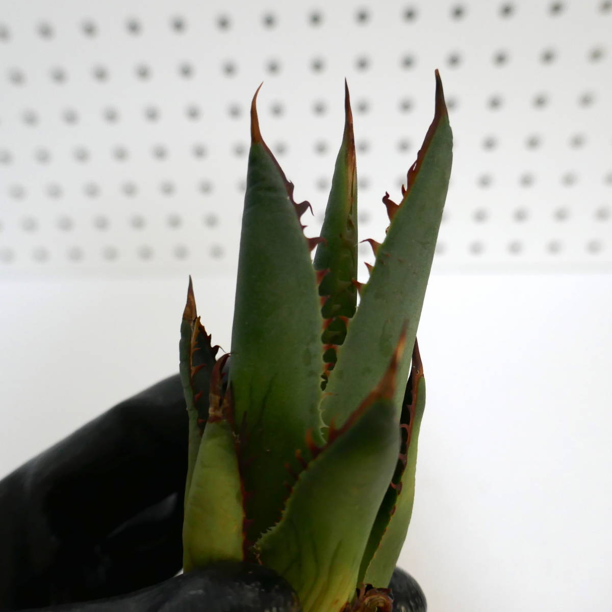 2307-20【特選 カリフォルニア輸入株（仔株） 】 Agave shawii アガベ