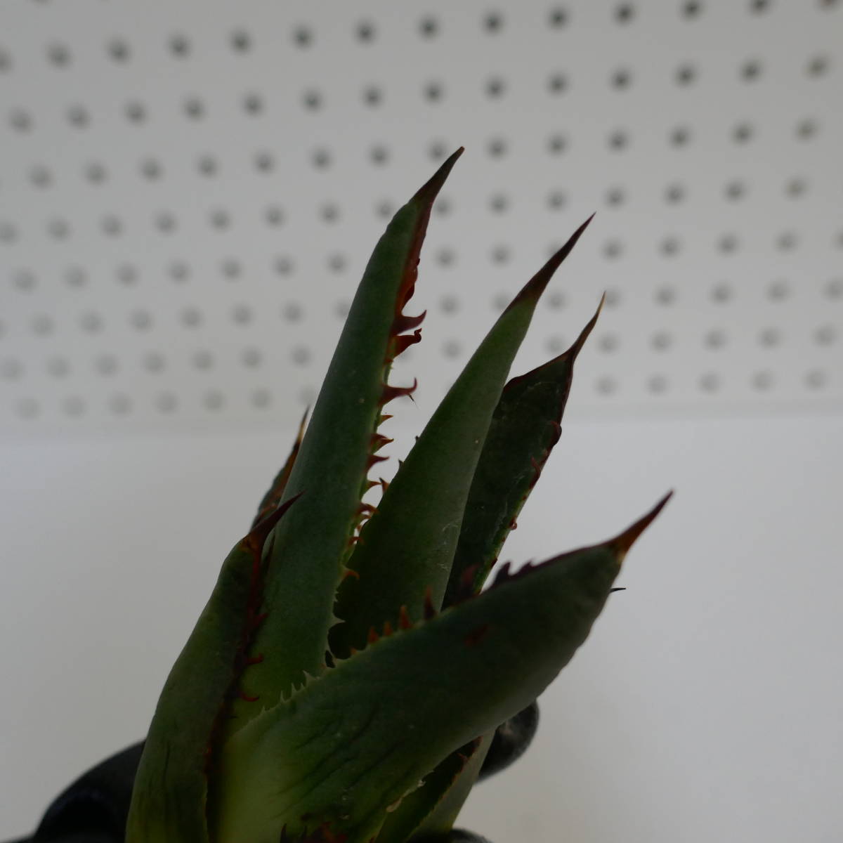 2307-20【特選 カリフォルニア輸入株（仔株） 】 Agave shawii アガベ