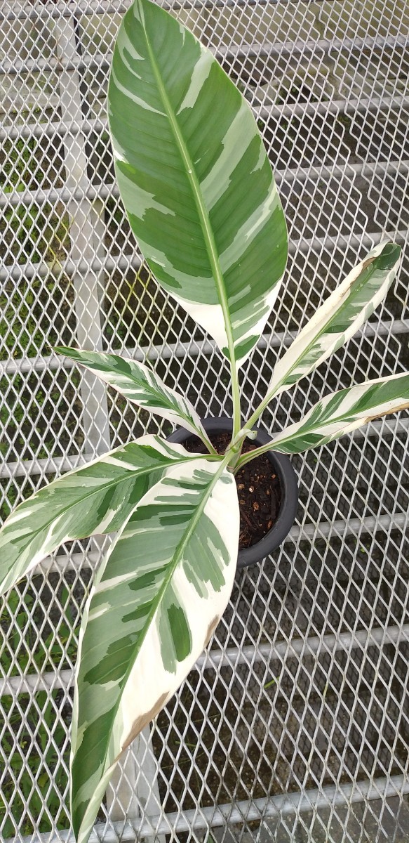 No.9【斑入りバナナ】アエアエバナナ　Musa AeAe　ムサ アエアエ　苗　6寸　斑入り　熱帯果樹　果物