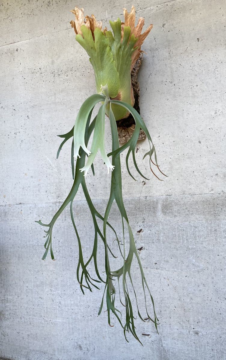 大株 P.willinckii ウィリンキー つれなかっ ビカクシダ コウモリラン