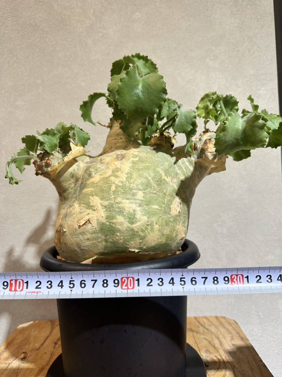 ウター キフォステンマ マクロプス uter var. Cyphostemma 美株 発根済 
