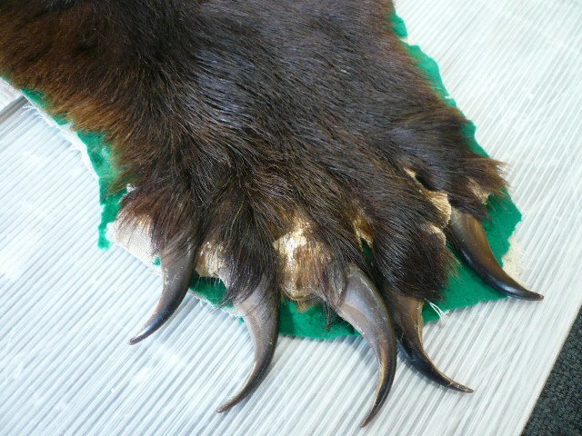 ELD-93772-10 熊 くま 毛皮 敷物 手のみ爪あり 頭部はく製 裏地付き 約 
