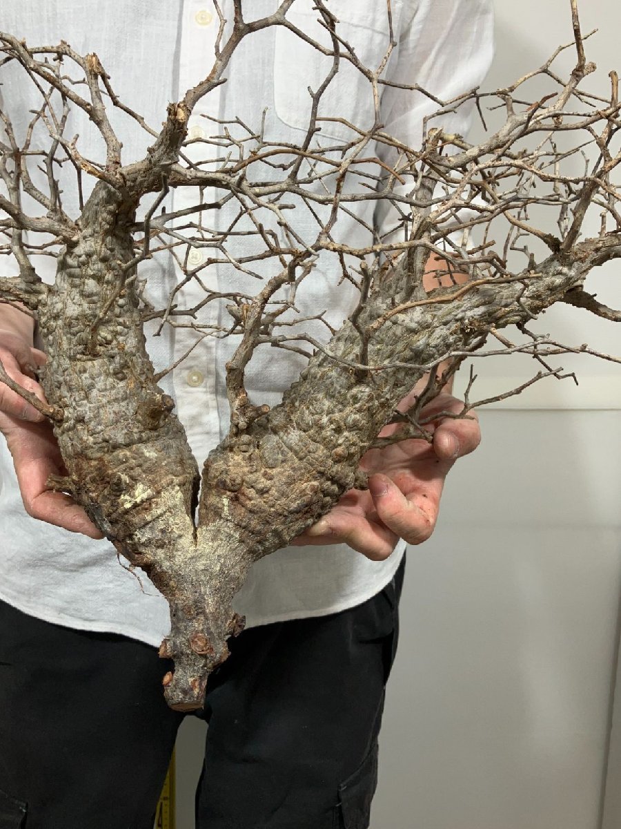 【HOT，豊富な】 ス8730 塊根植物 オペルクリカリア パキプス 多頭 抜き苗 /最新到着 Operculicarya pachypus マダガスカル 根切画像要確認(観葉植物)｜売買されたオークション情報、yahooの商品情報をアーカイブ公開 その他