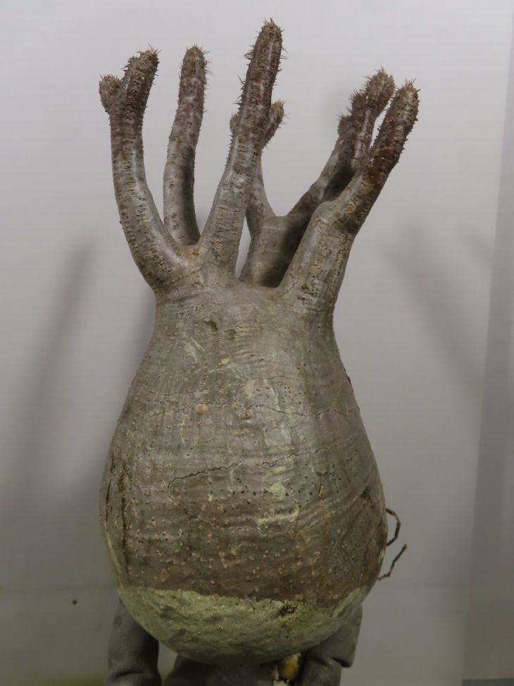 ス8437 「塊根植物」パキポディウム グラキリス ML 抜き苗【7/14最新到着・マダガスカル・gracilius・根切り画像要確認】