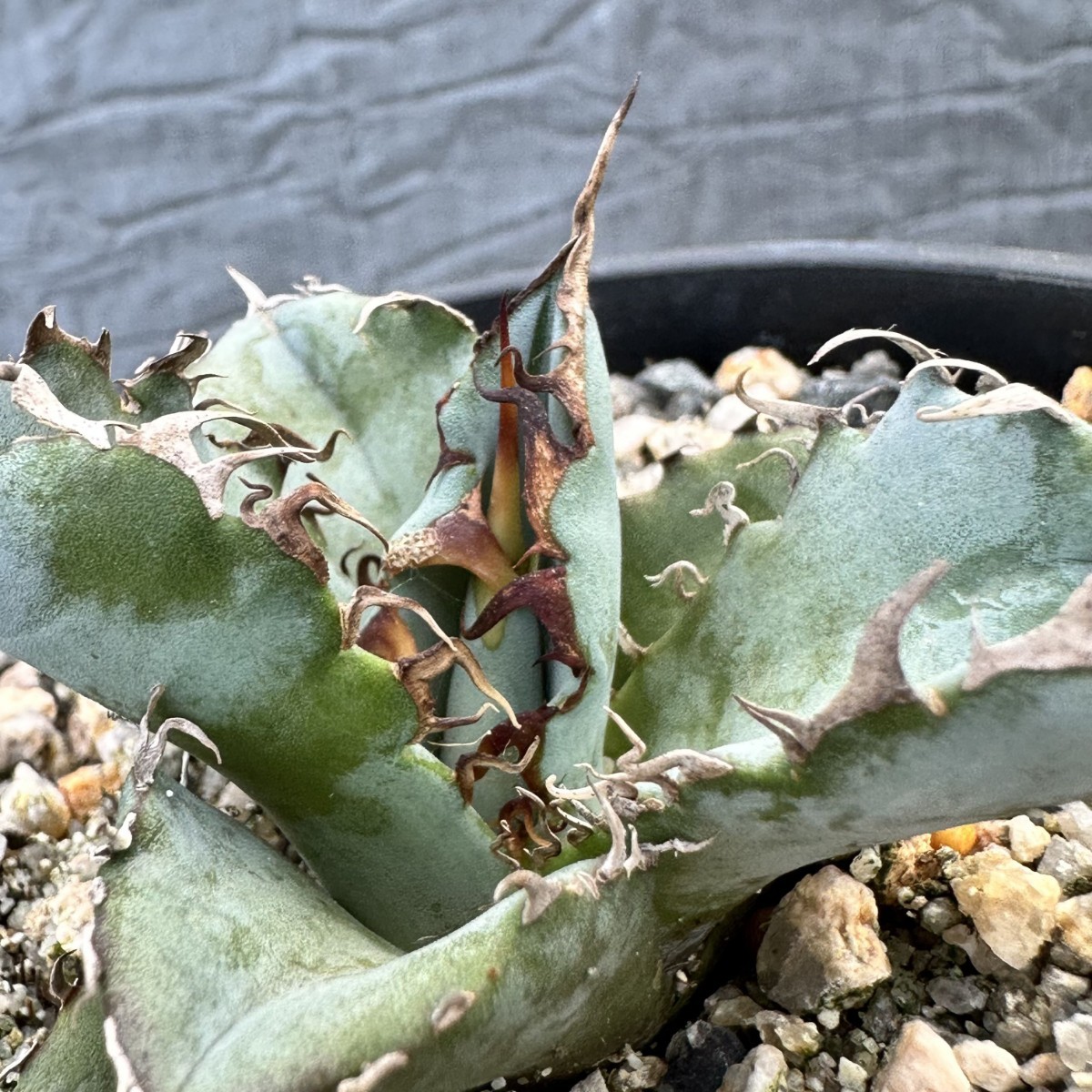LWJ27 優秀選抜株 agave titanota no name 貴重な希少種 アガベ