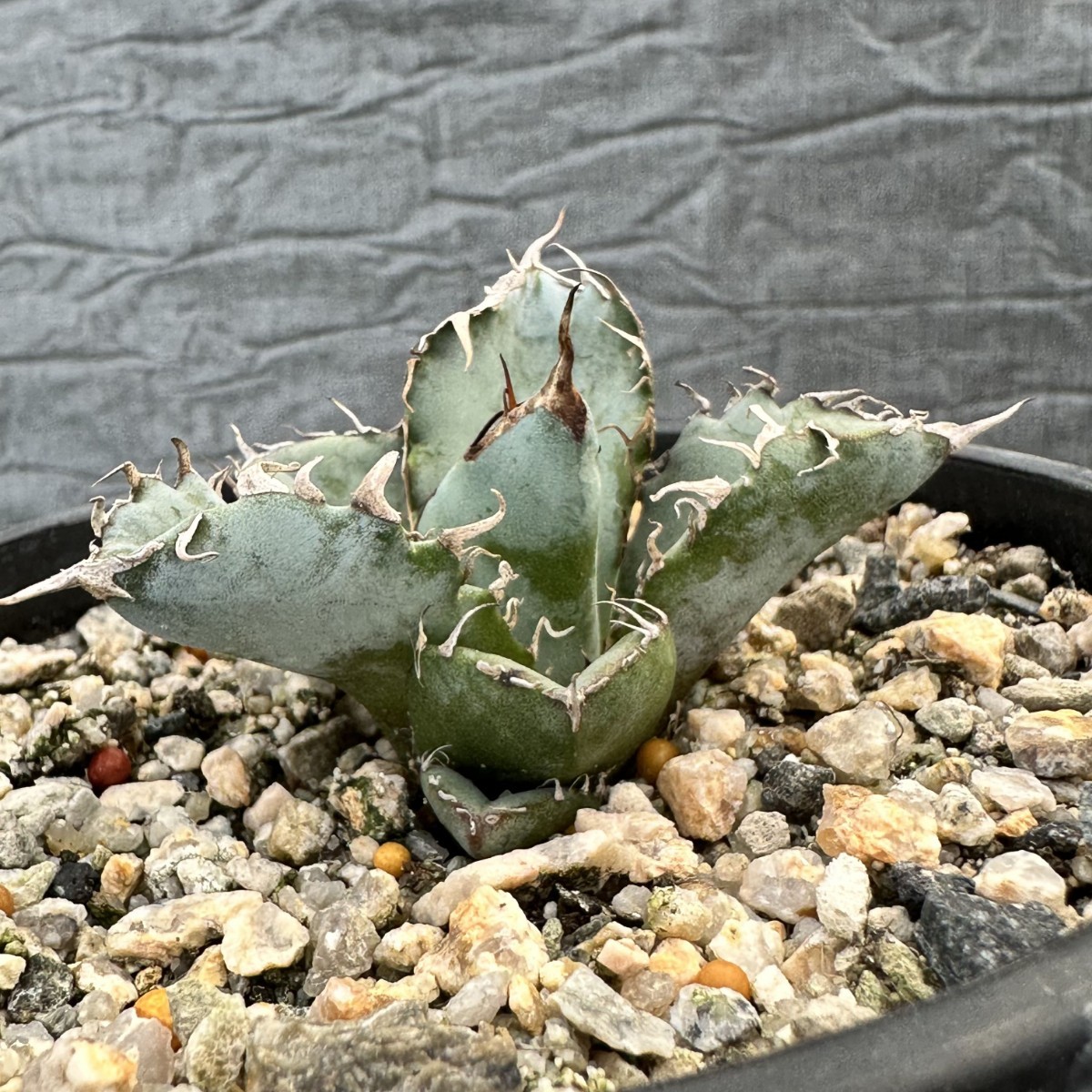 LWJ27 優秀選抜株 agave titanota no name 貴重な希少種 アガベ