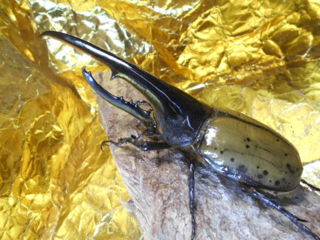 DHヘラクレス１６２♂・６０UP♀ペアA