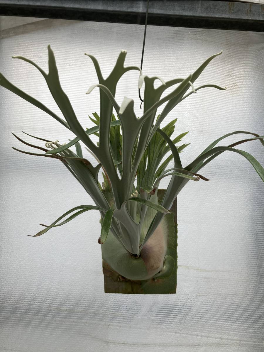 blue vista ブルービスタ　ビカクシダ