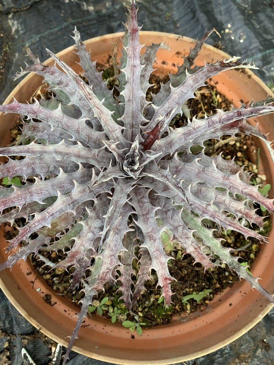 ディッキア（バトルアクス） Dyckia ”Battle Axe” Dyckia 【公式通販】