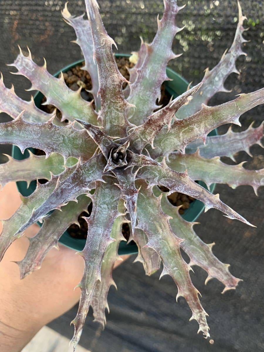 ディッキア（バトルアクス） Dyckia ”Battle Axe” Dyckia 【公式通販】