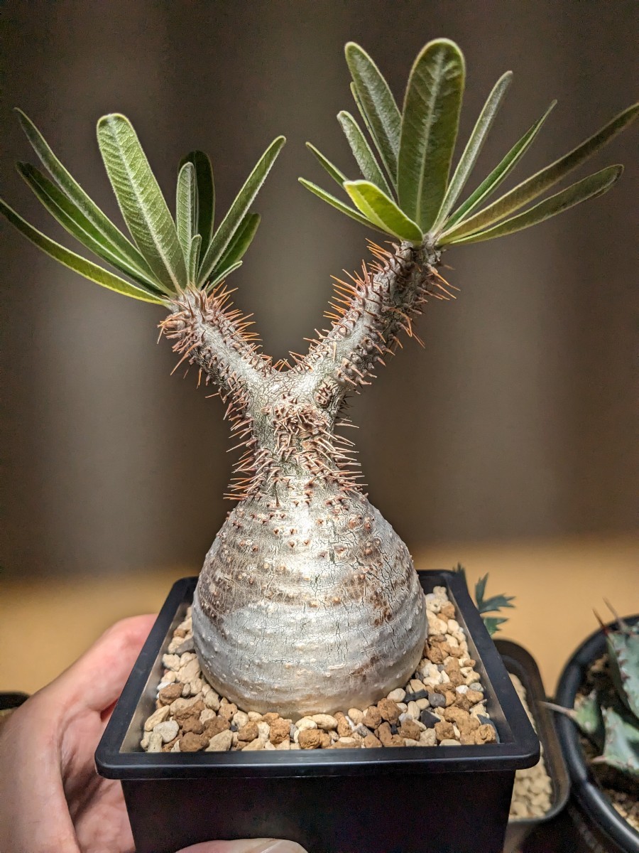 パキポディウムグラキリス コーデックス 塊根植物 発根済 多肉植物