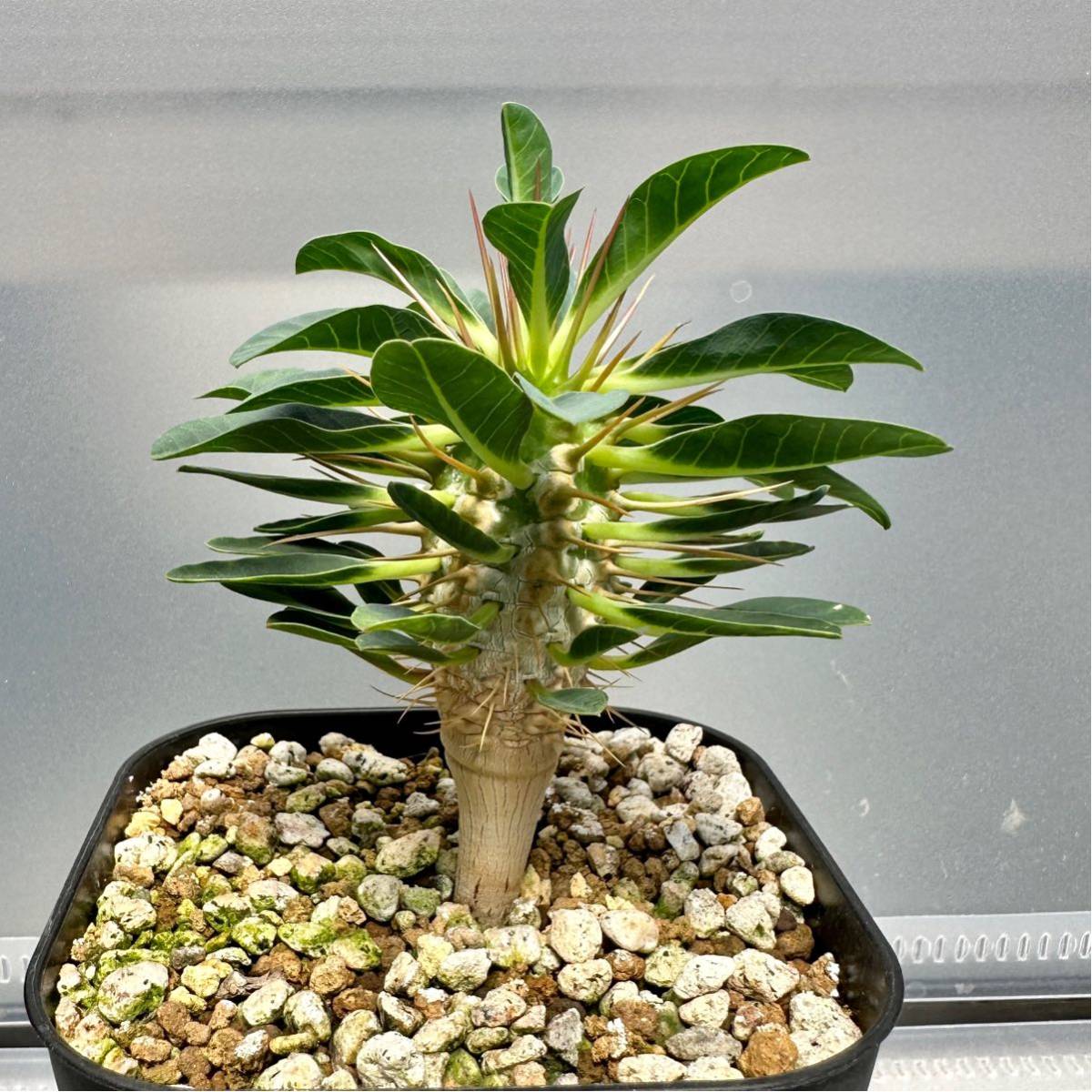 キ2483 「実生株」オペルクリカリア パキプス 2年株【種から発芽！・発