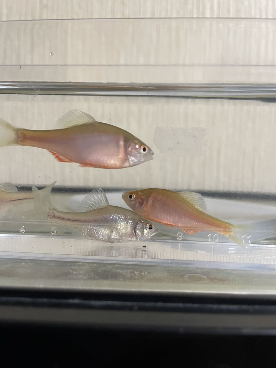 火山タナゴ2ペア、ハッカタナゴ1ペア(川魚)｜売買されたオークション 