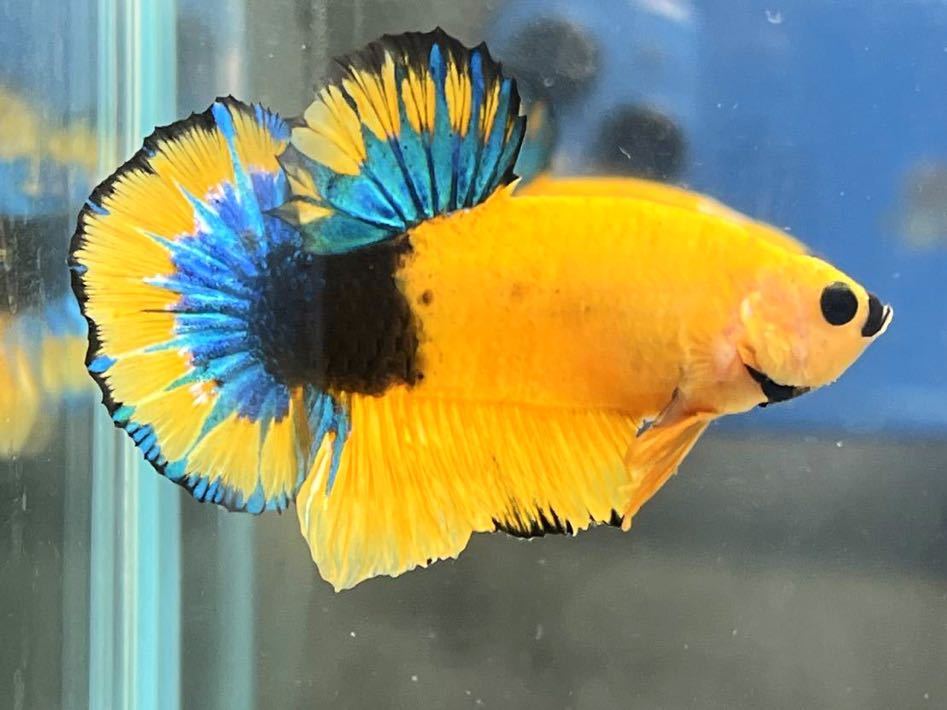 ★★ベタ　318 .イエローファンシー　4.5cm オス　★死着保証　★YouTube配信中