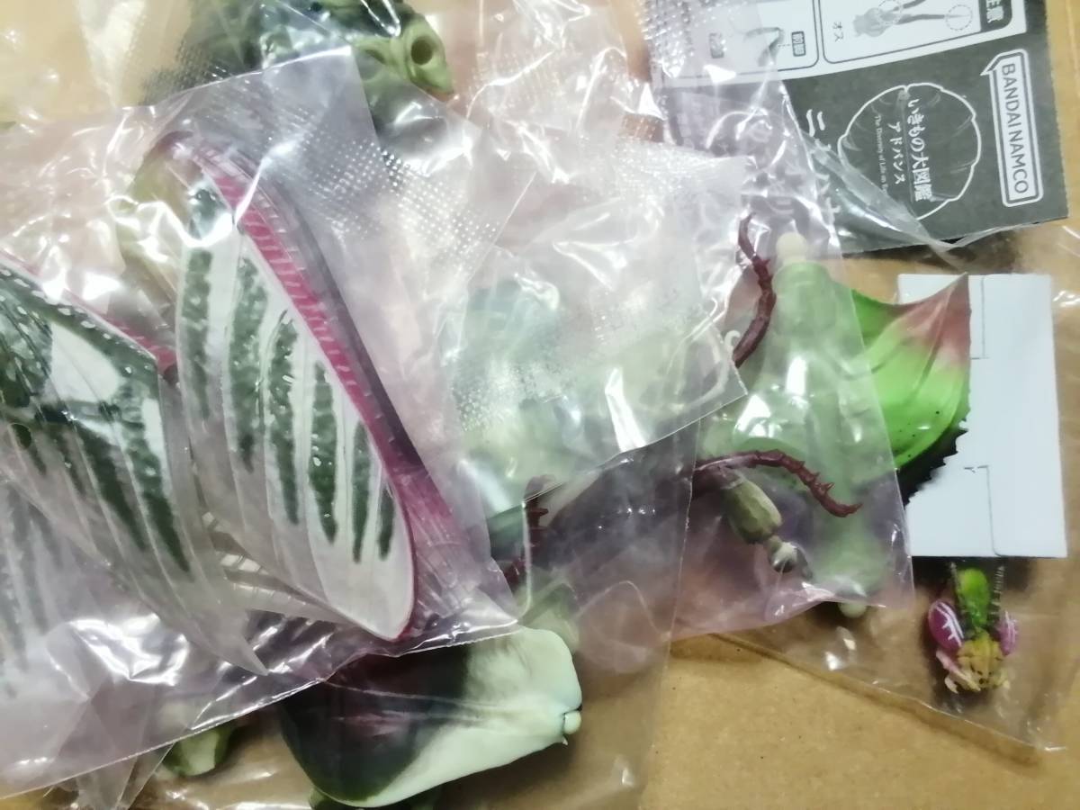 いきもの大図鑑アドバンス ニセハナマオウカマキリ[オス(成体)]ガシャポン