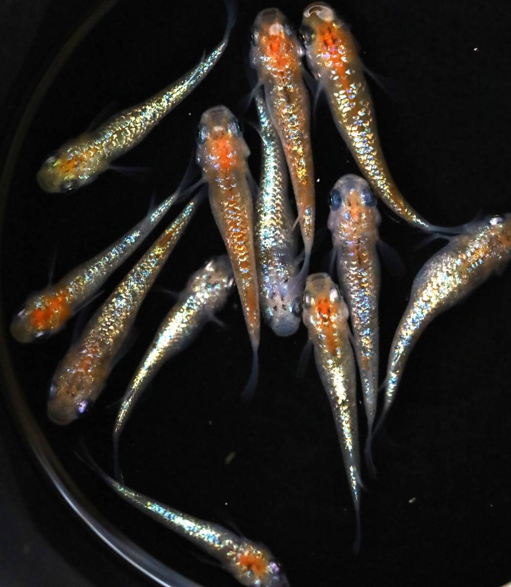 ５８めだか　ユリシス　５ペア　 現物出品_1