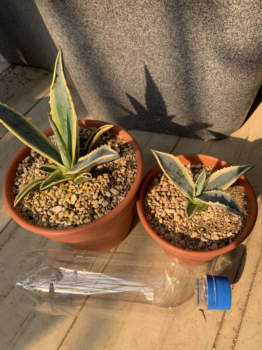 アガベ アメリカーナ 子株 ☆地植子株☆2株セット☆美株☆アガベ