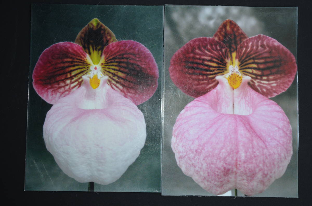 08/24 Bulb.claptonense aureum 'Daisen'(OG) 洋蘭 バルボフィラム