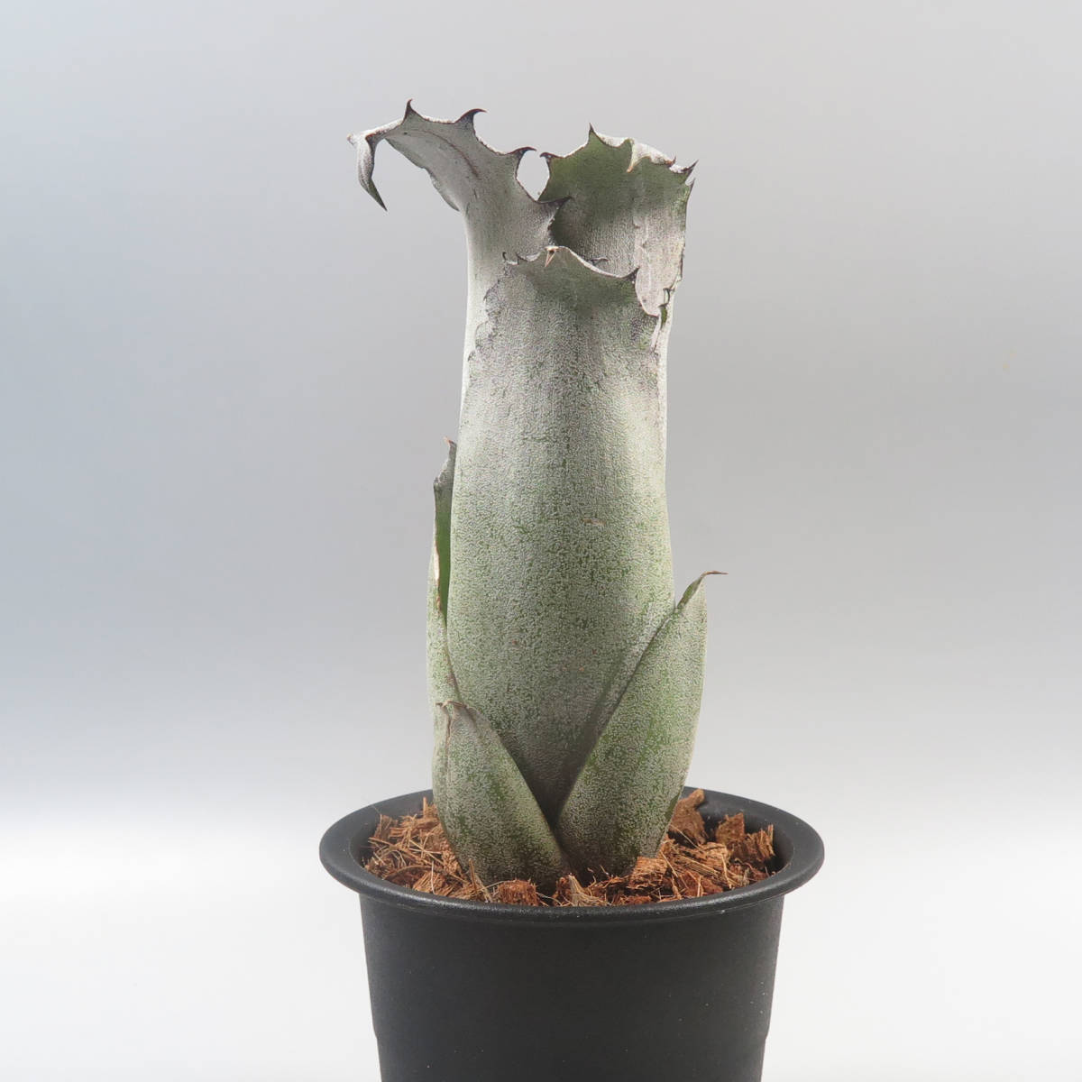 3. ホヘンベルギア ☆ Hohenbergia sp. EB2023 ☆ タンク 3. ホヘンベルギア ☆ Hohenbergia sp. EB2023 ☆ タンク