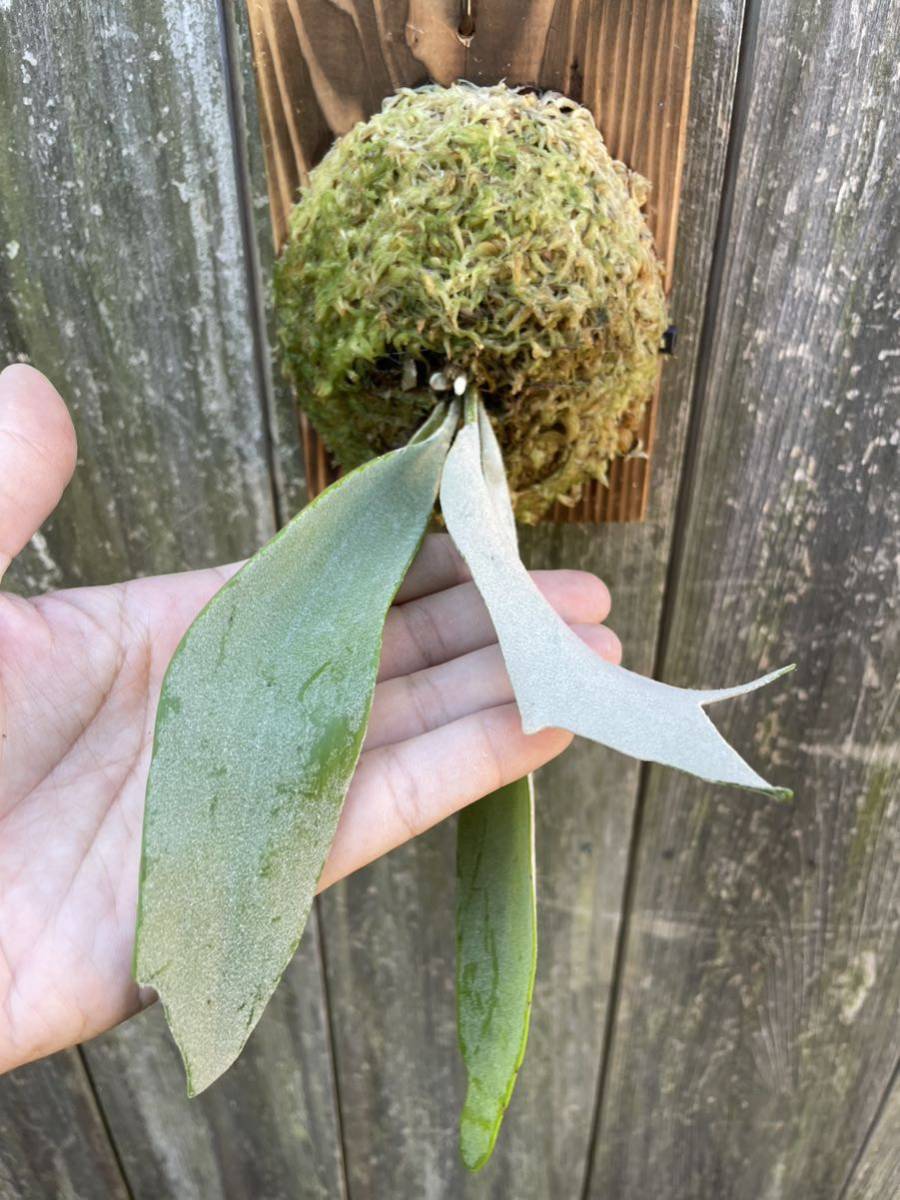 P. Hakuna MatatakumaplantsPUP ハクナマタタ ビカクシダ コウモリ