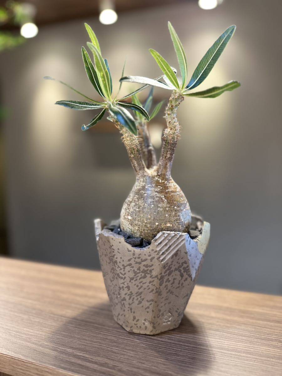 発根済 パキポディウムグラキリス 塊根植物 コーデックス 現地球 N/OH