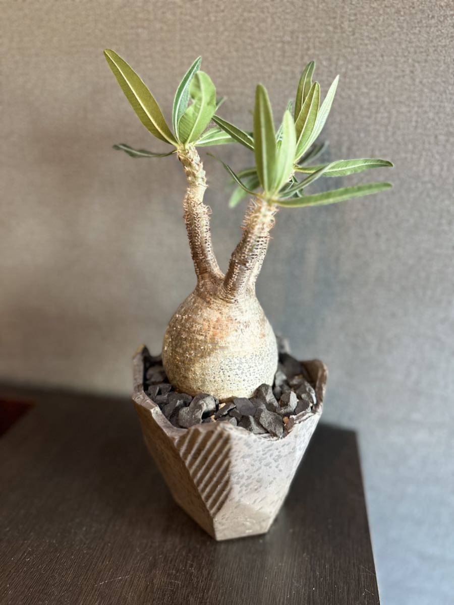 発根済 パキポディウムグラキリス 塊根植物 コーデックス 現地球 N/OH