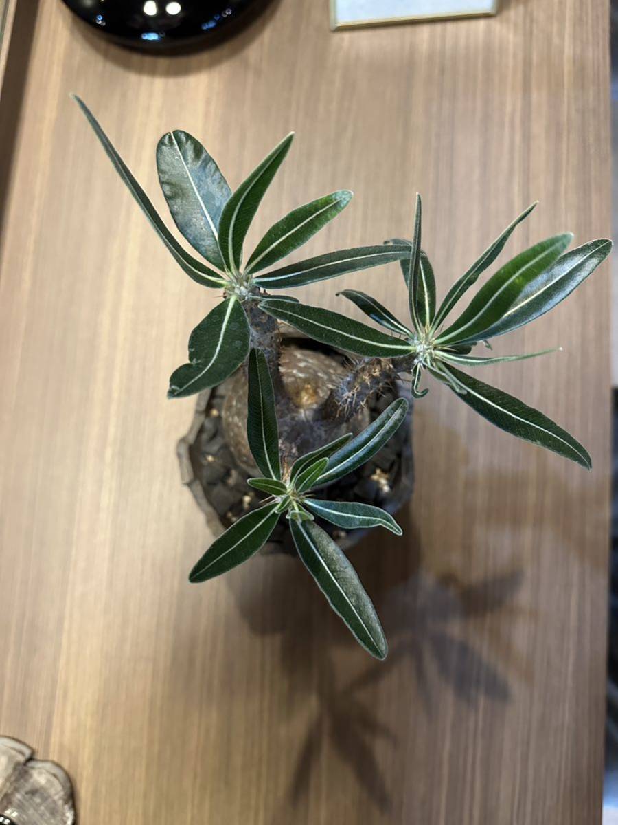 発根済 パキポディウムグラキリス 塊根植物 コーデックス 現地球 N/OH