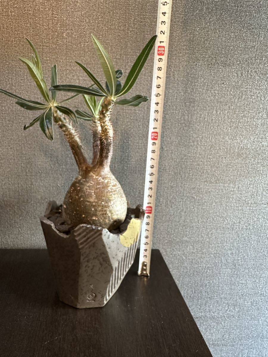 発根済 パキポディウムグラキリス 塊根植物 コーデックス 現地球 N/OH