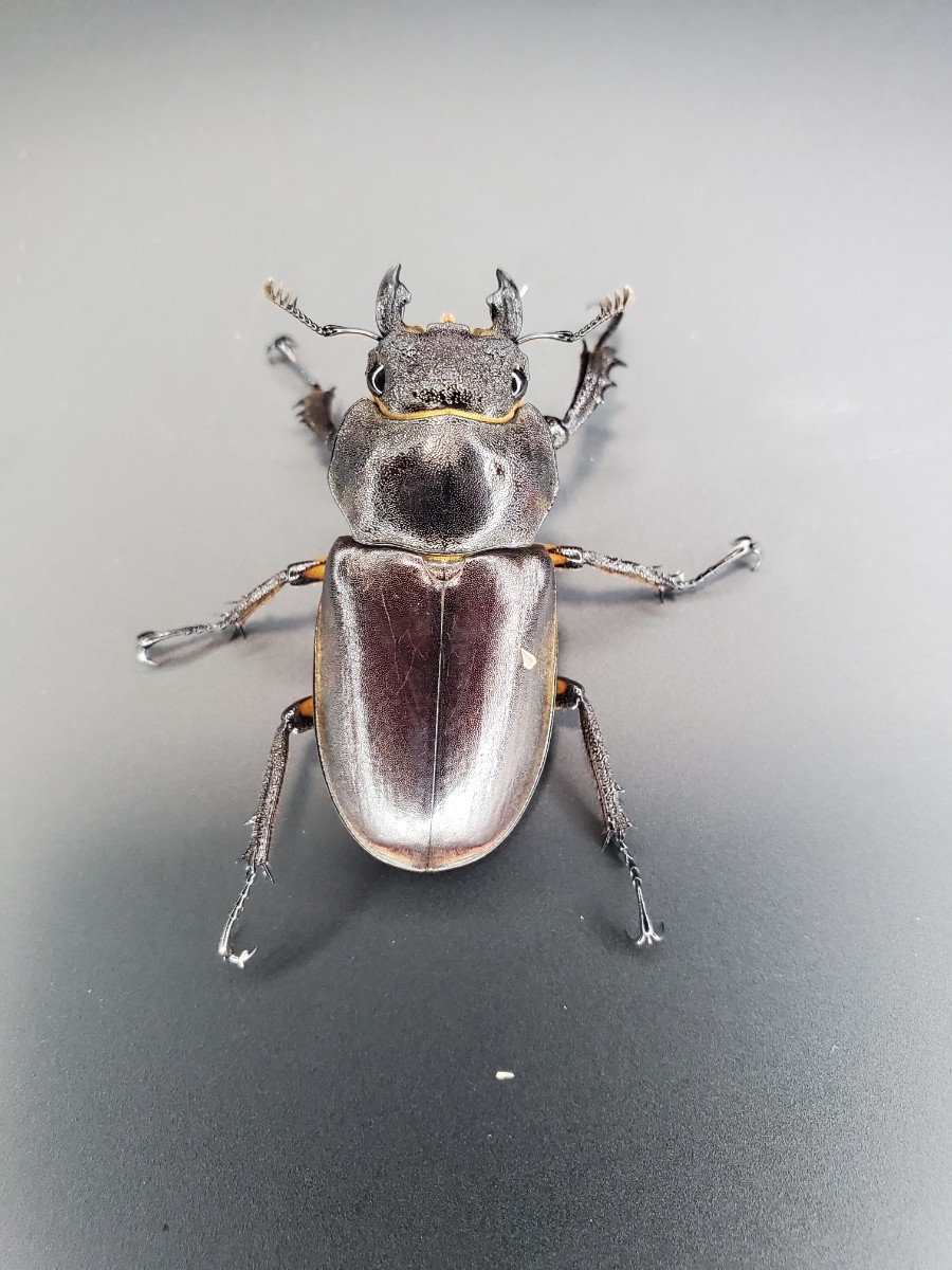 LUMBERJACK - 新着WILD 新着インド便WILDカンターミヤマ♂77B♀42ペア