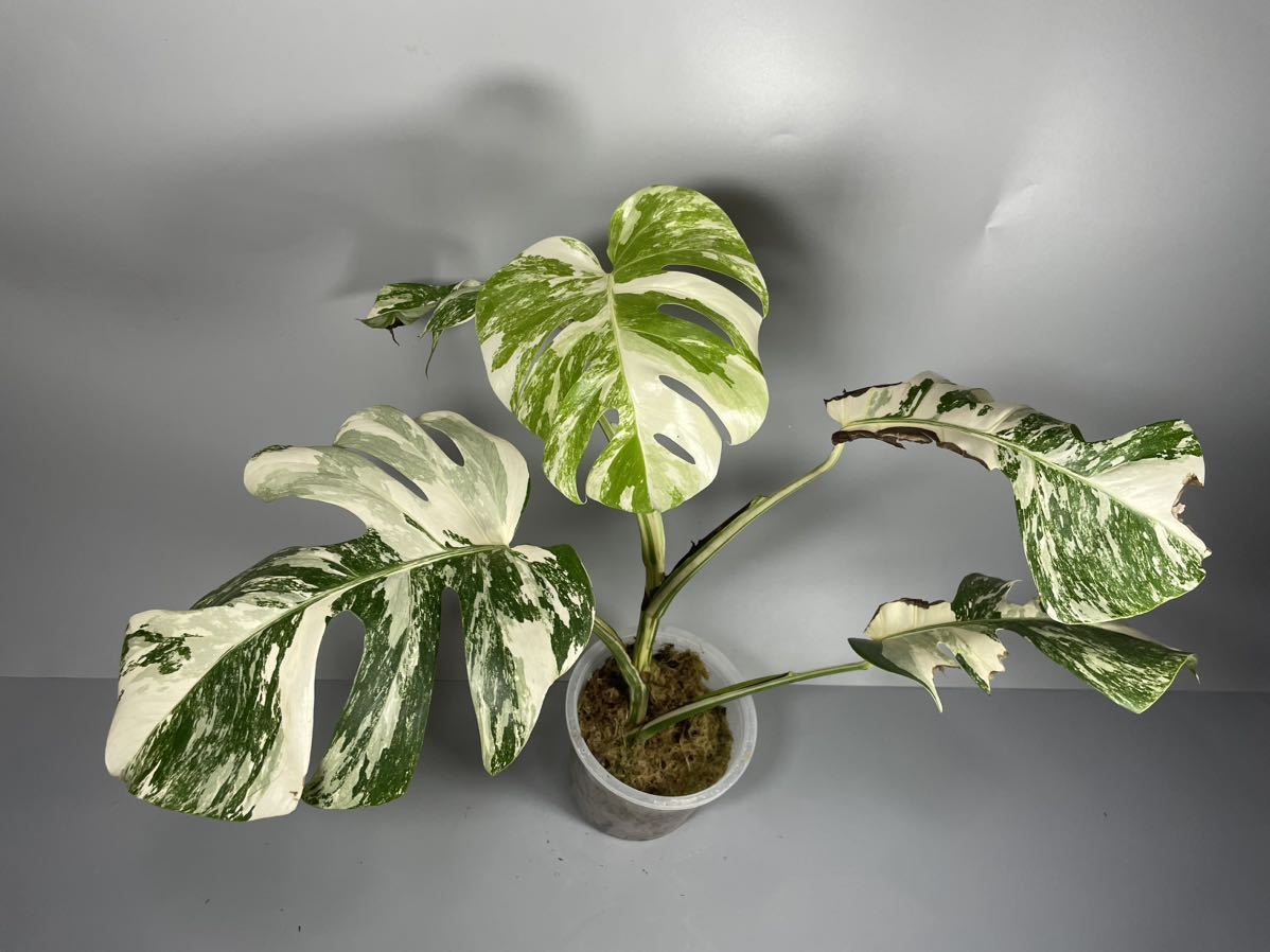 1円スタート「200」MONSTERA ALBO BORSIGIANA VARIEGATA 白斑　モンステラ アルボ ボルシギアナ　斑入り