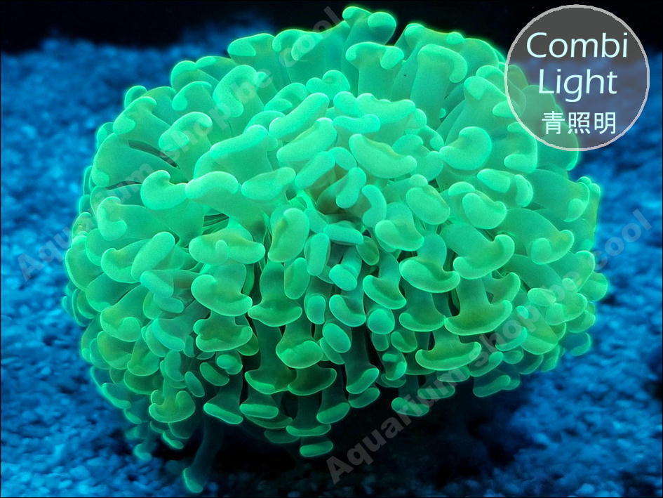 『ビクール』T８８ナガレハナサンゴ（８ｃｍ前後）