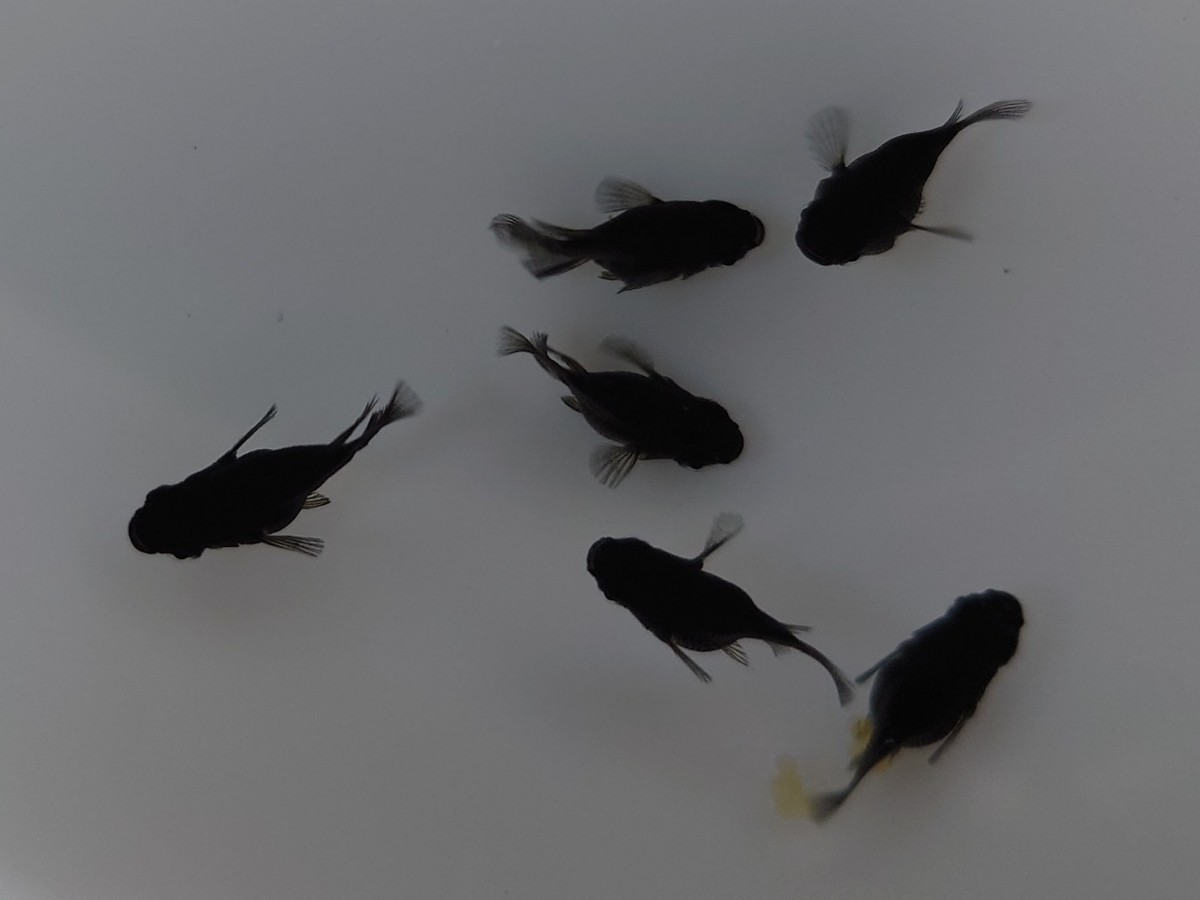 【熊庭めだか】現物出品 オロチダルマ3ペア メダカ