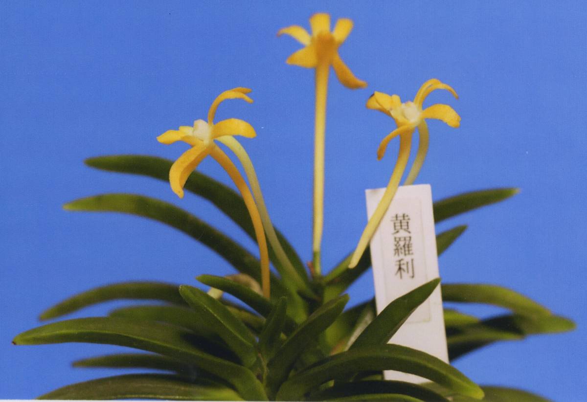 FT富貴蘭、＜＜千載＞＞5本立ち Yahoo!オークション 富貴蘭 FT