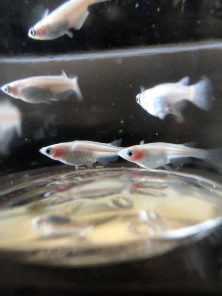 紅ほっぺめだか　10匹