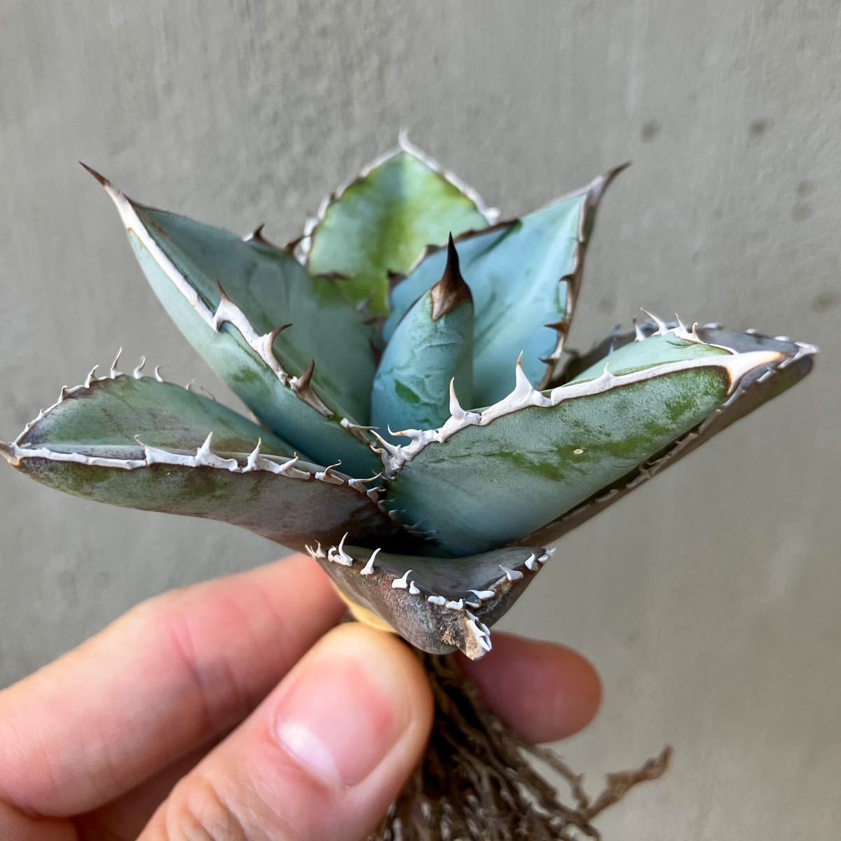チタノタブルー 実生選抜株 アガベ agave titanota オテロイ② 【公式